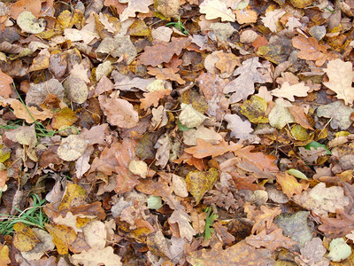 地上的秋天黄叶图片