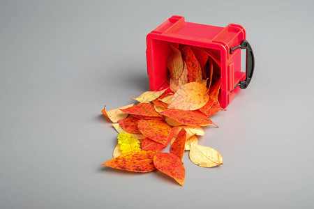 秋天的树叶从灰色背景的塑料容器中洒落在灰图片