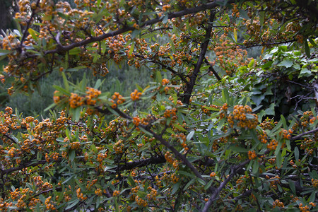 树枝上的橙色浆果橙色火棘图片