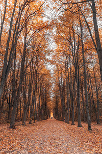 秋冬森林的青林背景图片