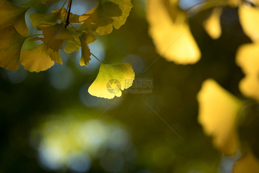 黄金果叶近距离靠近黄银树叶当阳光图片