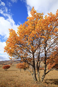 秋天山坡上的树木图片