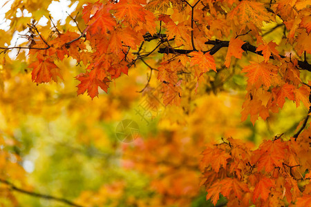 秋季公园五颜六色的秋叶近景图片