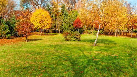 后院和花园的秋树图片
