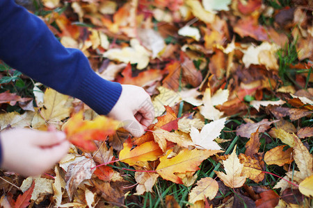 秋天的红叶和黄叶落到手中图片