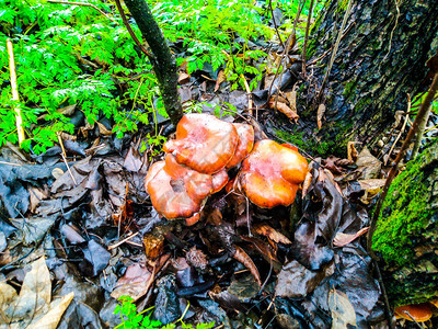 秋天的蘑菇在树下图片