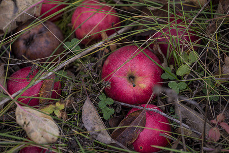 地上草丛中的烂红野苹果图片