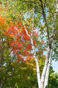 明亮的白色树干与光辉的秋天图片