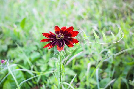 Rudbeckia花朵在图片