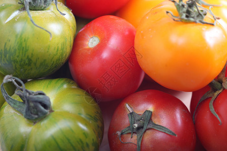 不同种类的番茄之间明显的遗传多样图片