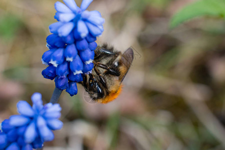 夏天和自然界的花粉图片