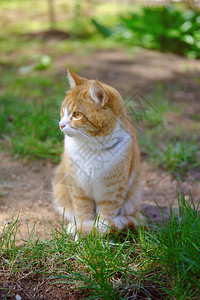 红猫坐在大自然的草坪上阳图片