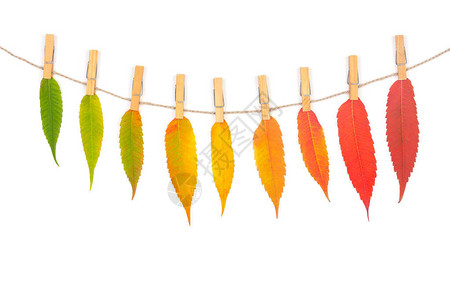 五颜六色的秋叶花环挂在绳子上图片