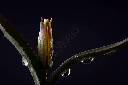 郁金香是百合科多年生球茎植物的欧亚和北非属图片