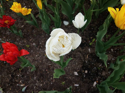 白色红色和黄色的郁金香花朵图片