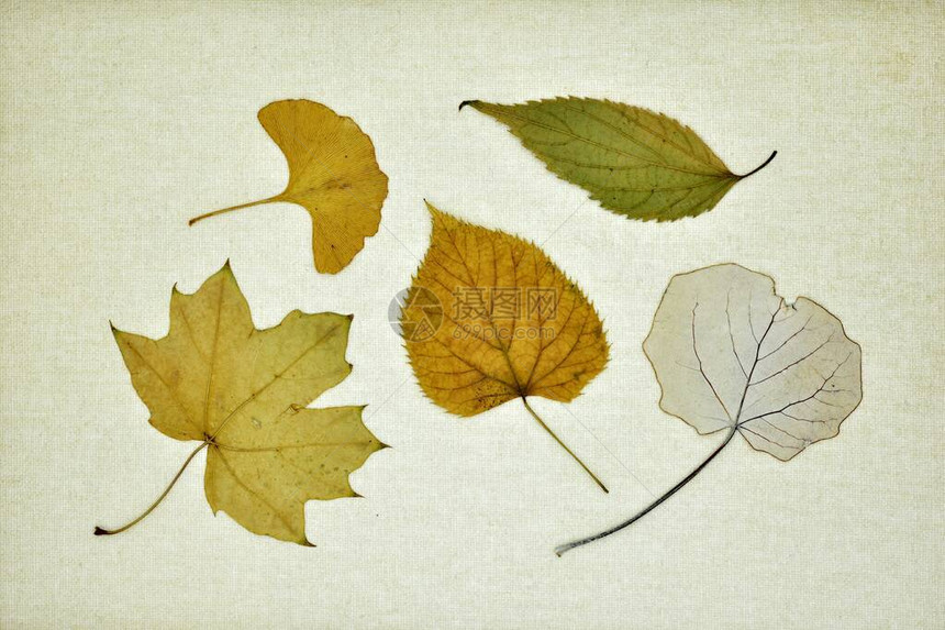 秋天在画布上收集干叶图片