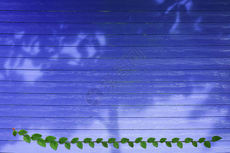 墨西哥树绿叶墨西哥山雀自然边界和蓝木图片