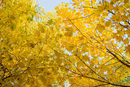 树上的黄叶和绿叶明秋时的红叶图片