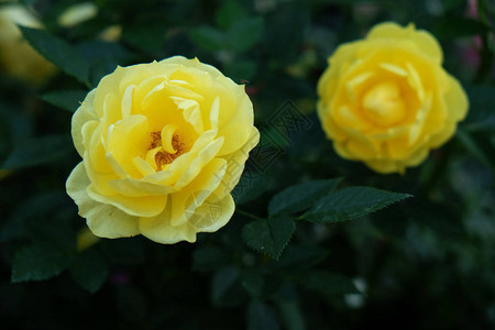 紧的黄色玫瑰花朵图片