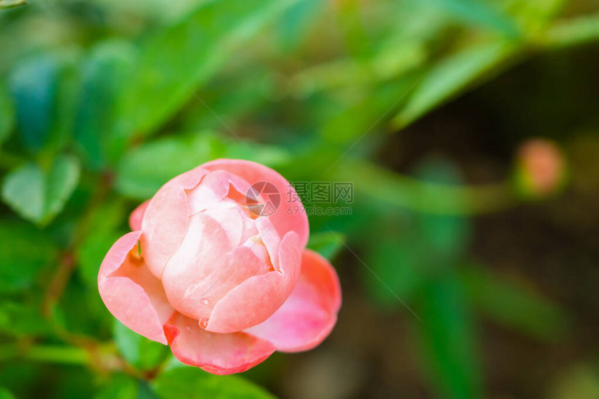 粉红玫瑰花贴近花图片