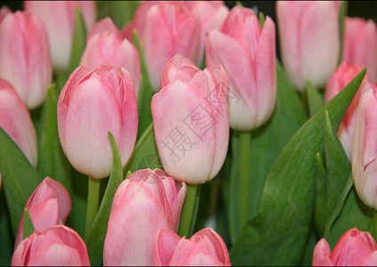 盛开的粉红色郁金香粉红色的郁金香春天的花朵粉红色的花朵图片