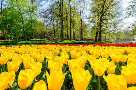 荷兰的大型多色郁金香花棚图片