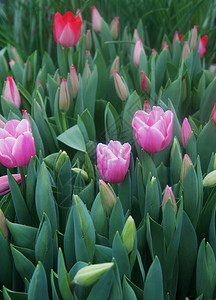 温室里盛开的粉红色郁金香图片