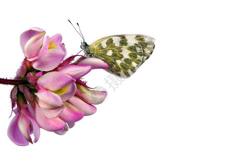 粉红色花朵上的美丽的蝴蝶白色上被孤立图片