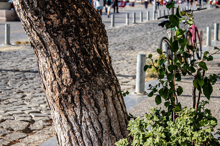 照片来自伊兹密尔市街的一棵树根在伊兹密图片