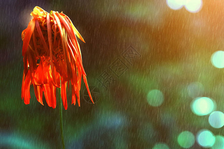 橙菊花凋谢雨落人寂寞伤心背景图片