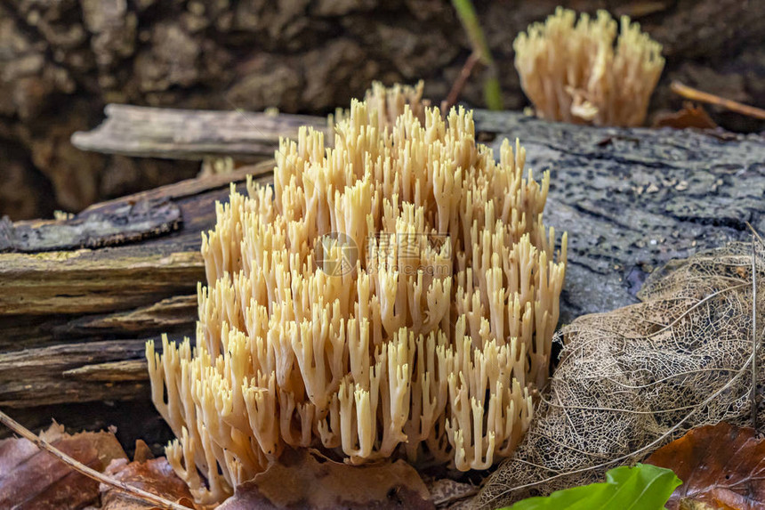荷兰瓦塞纳尔森林中枯木之间几组绿质珊瑚Ramariaabietina图片