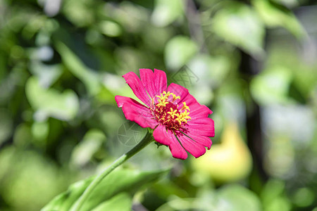 花园里生长着一朵大红花背景图片