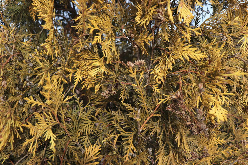 黄色植物冬天的叶子来图片