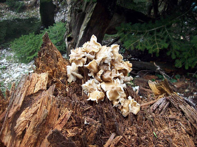 图片显示普莱罗图斯蘑菇图片