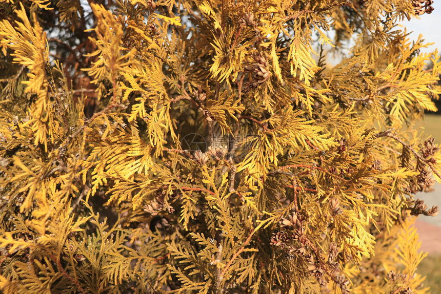 黄色植物冬天的叶子来图片