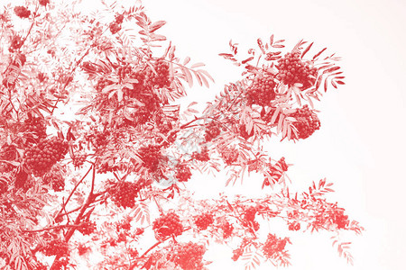 Rowan浆果Sorbusaucuparia树山灰秋天风景和明图片