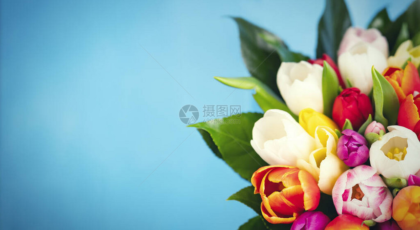 蓝色背景上多彩的郁金香花束春花贺卡以及情人节妇女节和的复制空图片