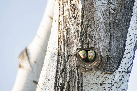 自然树洞中的鹦鹉背景图片
