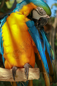 AraGlaucogular鹦鹉被羽毛撕碎封锁了一只蓝喉鹦鹉的烤肉图片