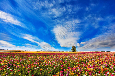 以色列南部阳光明媚的美好一天开花园毛茛风景如画的基布兹领域卷云薄积极生态和照背景图片