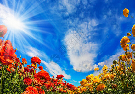 南方阳光明媚的美好一天华丽的多彩姿的毛茛春天的心情贺卡明信片艺图片