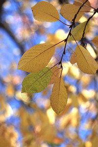 多彩的秋叶变色背景图片