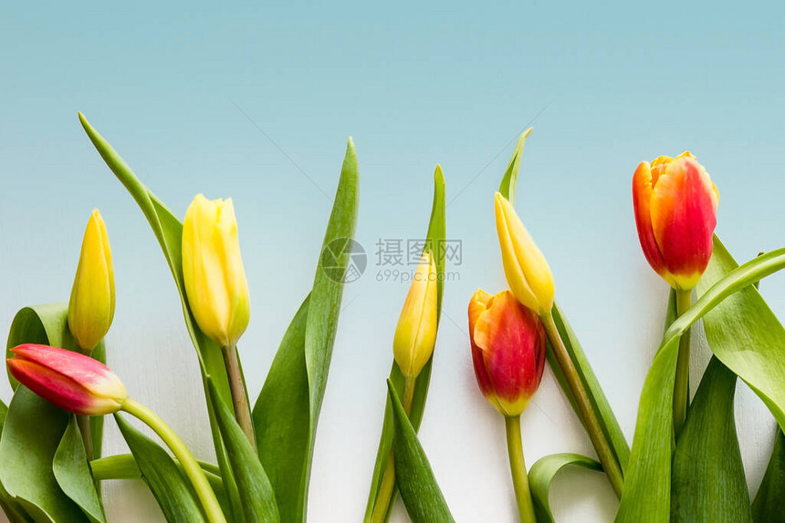 明亮的郁金香在浅色背景上种植装饰花朵花卉春图片