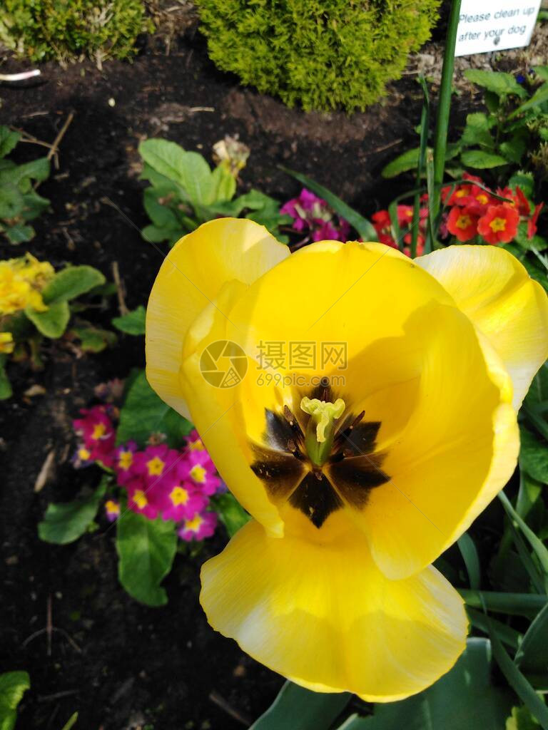 花园朵中的黄花彩色的春图片
