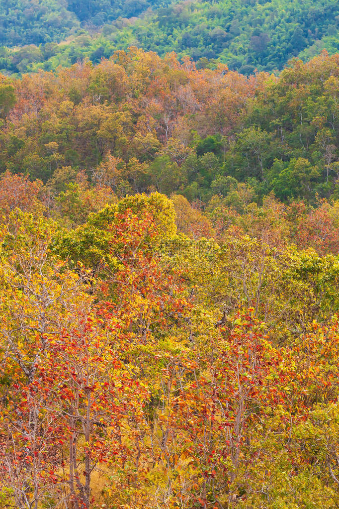 季节变化时从绿色到红色的美丽叶子颜色图片