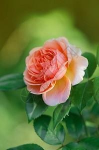 花园里生长的橙色玫瑰橘图片