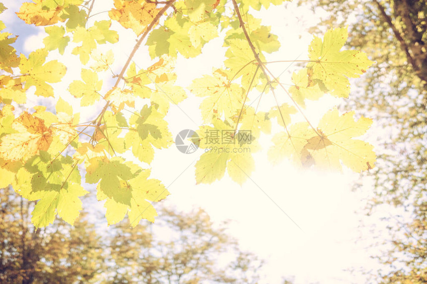 秋天阳光明亮的彩色叶子背景绿色图片