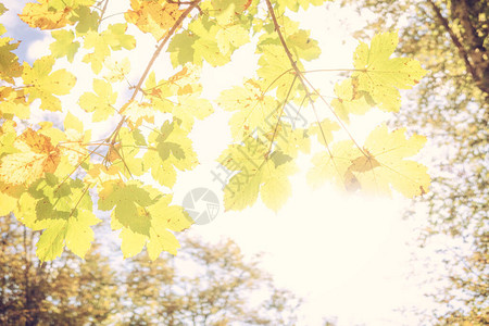 秋天阳光明亮的彩色叶子背景绿色图片