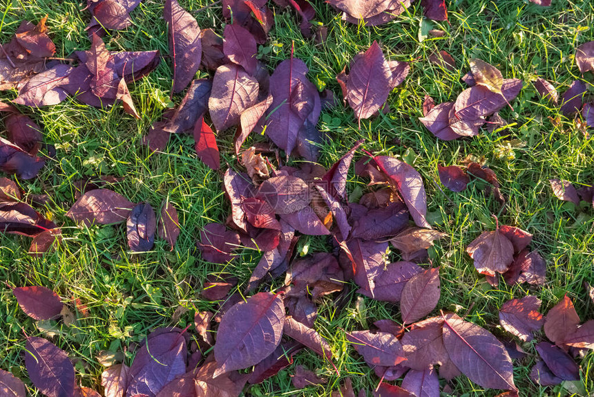 绿色草坪上紫色落叶的抽象纹理图片