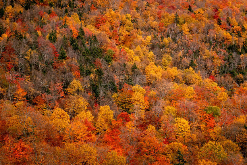秋叶秋叶季节在新英格兰被leavepipper图片
